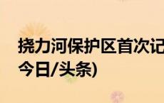 挠力河保护区首次记录三种植物“新物种”(今日/头条)