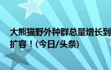 大熊猫野外种群总量增长到近1900只 我国这些珍稀物种再扩容！(今日/头条)