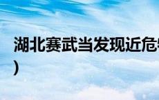 湖北赛武当发现近危物种齿萼报春(今日/头条)