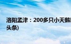 洛阳孟津：200多只小天鹅现身黄河湿地自然保护区(今日/头条)