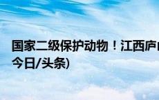 国家二级保护动物！江西庐山救助近1米长野生“娃娃鱼”(今日/头条)