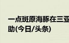 一点斑原海豚在三亚海滩搁浅 多部门联合救助(今日/头条)