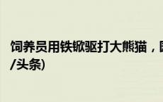 饲养员用铁锨驱打大熊猫，园方致歉！涉事员工被辞退(今日/头条)