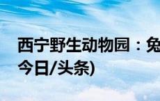 西宁野生动物园：兔狲“狲大娘”因病死亡(今日/头条)