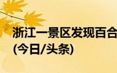 浙江一景区发现百合花新品种“神仙居百合”(今日/头条)