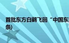 首批东方白鹳飞回“中国东方白鹳之乡”繁殖栖息(今日/头条)