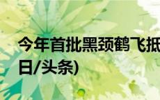 今年首批黑颈鹤飞抵隆宝滩国际重要湿地(今日/头条)