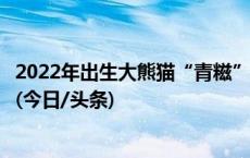 2022年出生大熊猫“青糍”因患罕见肠梗阻并发肠套叠死亡(今日/头条)