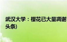 武汉大学：樱花已大量凋谢，赏樱预约通道今起关闭(今日/头条)