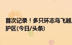 首次记录！多只环志鸟飞越上万公里来“打卡”合浦儒艮保护区(今日/头条)