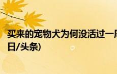 买来的宠物犬为何没活过一周？“星期宠”售卖乱象调查(今日/头条)