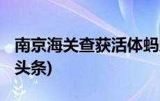 南京海关查获活体蚂蚁3只 属外来物种(今日/头条)