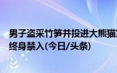 男子盗采竹笋并投进大熊猫室外运动场，被熊猫中心各基地终身禁入(今日/头条)