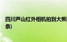 四川芦山红外相机拍到大熊猫等多种野生动物影像(今日/头条)