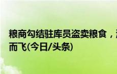 粮商勾结驻库员盗卖粮食，河北一粮库两年近万吨玉米不翼而飞(今日/头条)