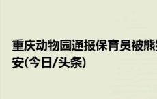 重庆动物园通报保育员被熊猫扑倒：保育员和两只熊猫均平安(今日/头条)